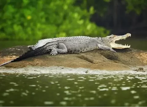 Crocodile-Park-Uttarakhand