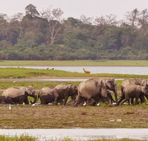 Gaj-Utsav-2023-at-Kaziranga-Asaam