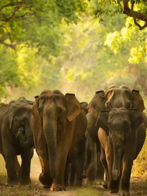 Jim-Corbett-Bijrani-Zone
