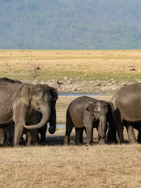 Jim-Corbett-National-Park-Dikhala-Zone