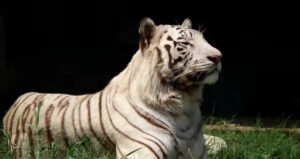 Delhi Zoo