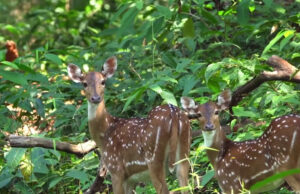 Cotigao Wildlife Sanctuary – A Hidden Green Escape in South Goa