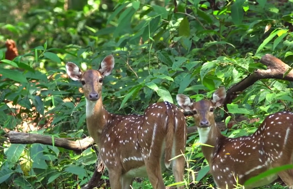 Cotigao Wildlife Sanctuary – A Hidden Green Escape in South Goa