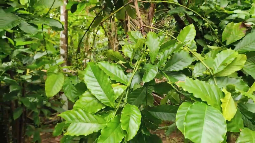 Spice Plantation, Ponda – The Aroma of Authentic Goa