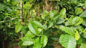 Spice Plantation, Ponda – The Aroma of Authentic Goa