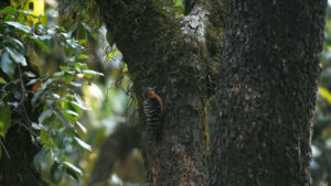 Pangot And Kilbury Bird Sanctuary, Nainital