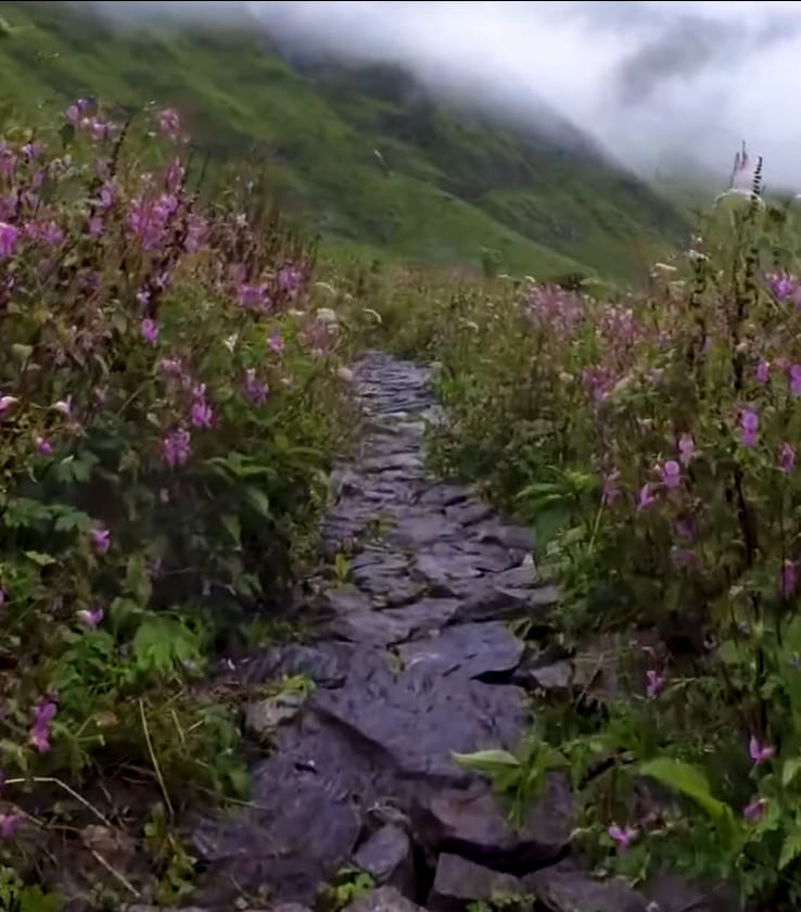Best time to visit Valley of Flowers