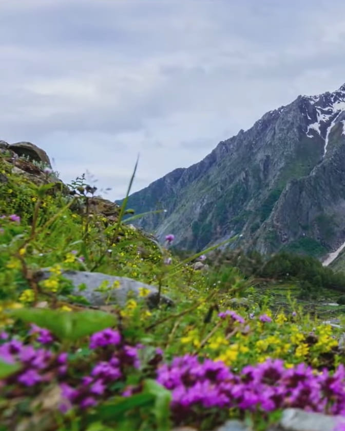 Flower filled valley