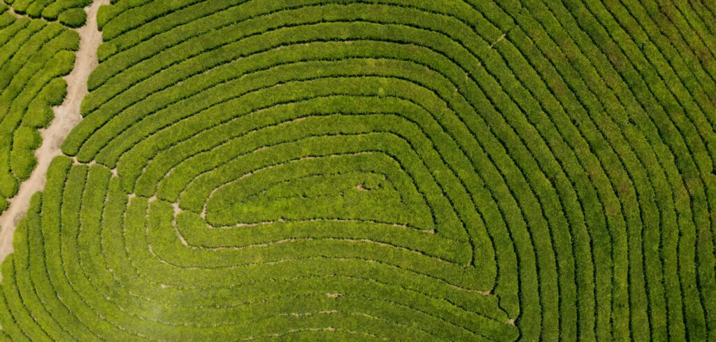 Munnar Monsoon Destinations in India