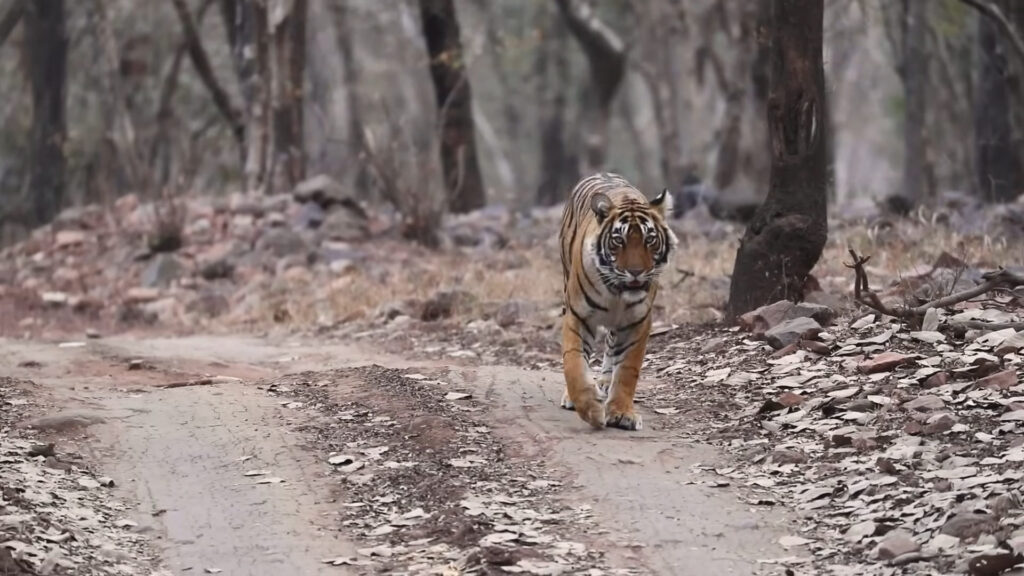 Ranthambore National Park