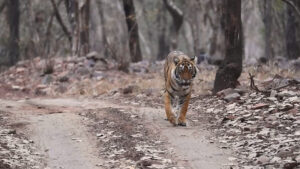 Ranthambore National Park