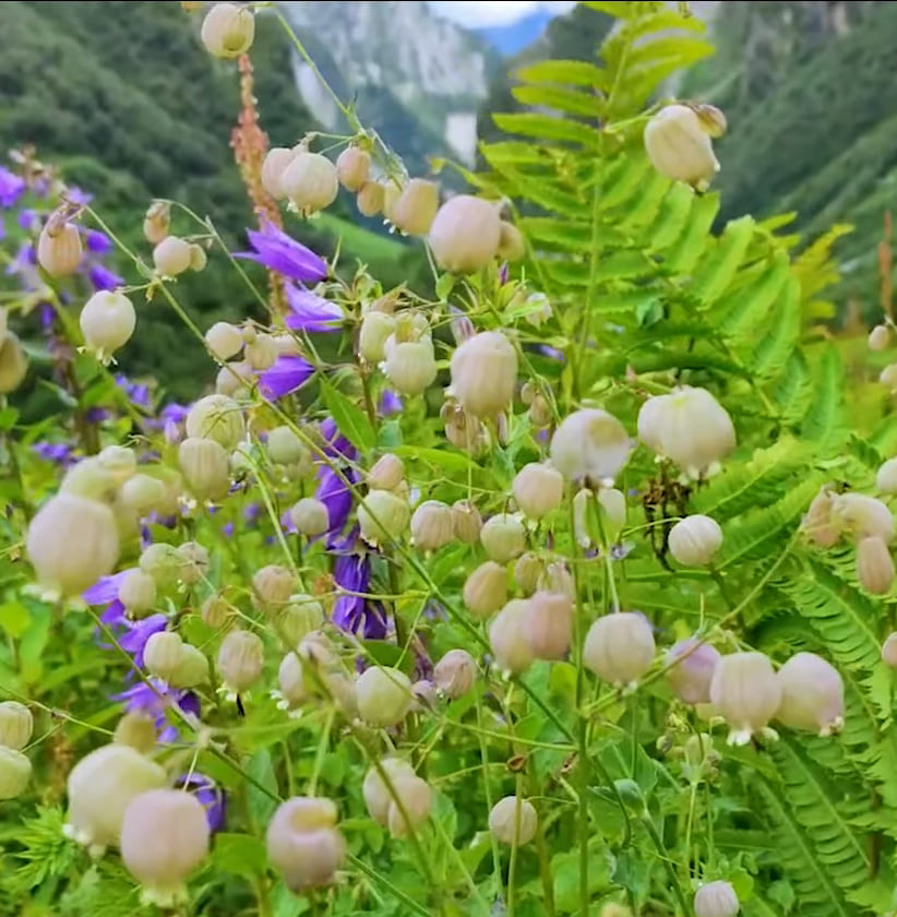 Valley of Flowers trek path with blooming flowers